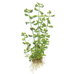 Small  Bacopa